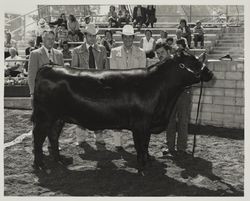 Showing Angus steer in the arena at the Sonoma County Fair, Santa Rosa, California