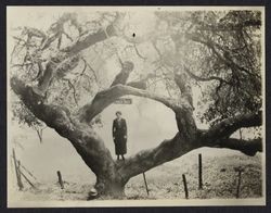 Joyce Vernon Drake and the Arch Tree, Calistoga, California, 1920s