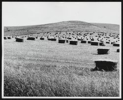 Hay field in Sonoma County