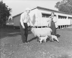 Mr. and Mrs. Jack Weissbart with their sheep, Petaluma, California, January 29, 1955