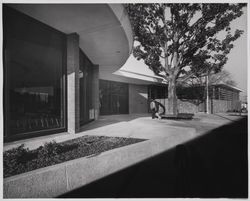 Waiting underneath the magnolia tree for the library to open