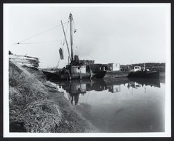 G. W. Freethy barge and tugboats loading lumber on the Petaluma River