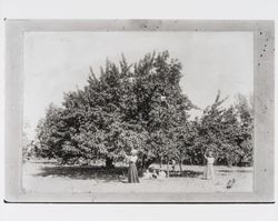 Fifty year old cherry tree