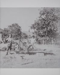 Harvest time on the Akers ranch in Schellville, California, photographed between 1890 and 1900