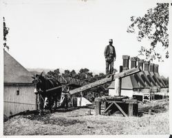 Jack the Mule pulling a car of hops at Wohler Ranch