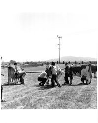 Milking cows at the Old Adobe Fiesta, Petaluma, California, about 1968