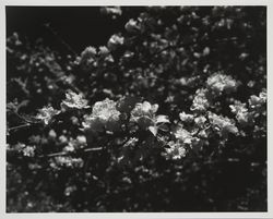 Apple blossoms