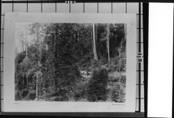 Horse drawn wagon hauling logs