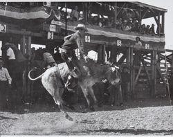 Fourth District Fair Rodeo Brahma bull rider, Petaluma, California, 1956