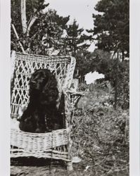 One of Dagny Juell's dogs seated in a chair, Santa Rosa, California, about 1953