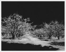 Apple orchard in bloom