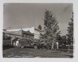 Telephone Company employees propping up a tree on Petaluma Boulevard, Petaluma, California, 1959