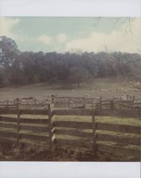 Travis Ranch, Travis Road, Forestville, California, in the 1960s