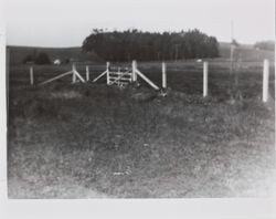 Arthur Purvine's calves at his Two Rock Ranch, California, about 1945