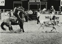 Calf roping competition at the Sonoma County Fair Rodeo, Santa Rosa, California