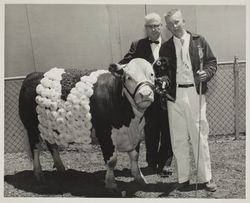 Bill Gibbe and his FFA Champion Polled Hereford steer at the Sonoma County Fair, Santa Rosa, California, July 1958