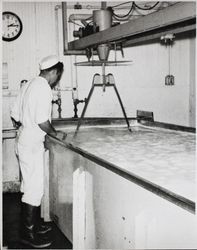 Bob Conklin looks into a vat of curds at the Petaluma Cooperative Creamery, about 1955