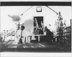 View of an unidentified couple in their buggy, Petaluma, California, about 1910