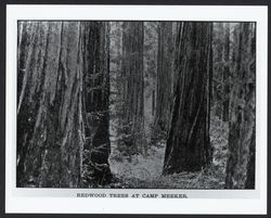 Redwood trees at Camp Meeker