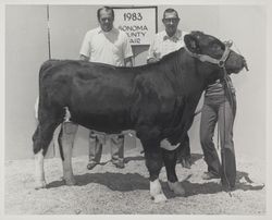 Bob McFarlane and others with a bull at the 1983 Sonoma County Fair, Santa Rosa, California