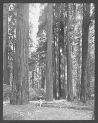 Redwood trees in Armstrong Woods, Guerneville, California, 1964