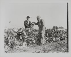 Santa Rosa High School FFA member and instructor inspecting broccoli crop