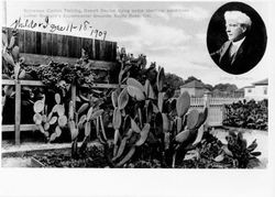 Spineless cactus thriving, desert cactus dying under identical conditions Luther Burbank's experimental grounds, Santa Rosa, California