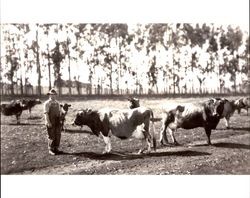 Arthur Purvine standing with his Jersey herd at his Two Rock, California ranch, 1930