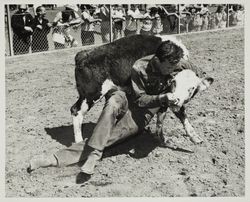 Bulldogging calves on Farmers' Day at the Sonoma County Fair, Santa Rosa, California