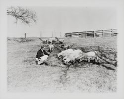 Santa Rosa High School FFA member with his sheep, Santa Rosa, California, 1959