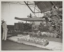 John Kemmeries display at the Hall of Flowers at the Sonoma County Fair, Santa Rosa, California, 1957