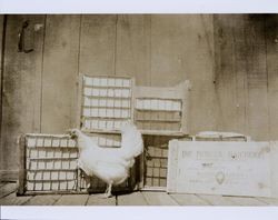 Pioneer Hatchery crate and a Leghorn chicken at the Nisson Brothers Pioneer Hatchery, Petaluma, California