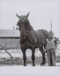 Ken Golterman as a young boy standing by his horse, Skillman Lane, Petaluma, California, about 1942