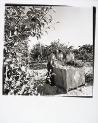 Picking apples at Twin Hill Apple Ranch, Sebastopol, California, 1978