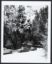 Entrance to Armstrong Redwoods State Reserve, Guerneville, California, 1964