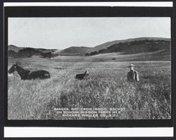 Banner oat crop (5000 sacks) on "Sonoma Mission Farms No. 5" Richard Waller Company, S.F