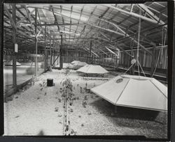 Interior of a Petaluma hatchery