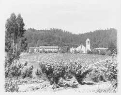 Mont La Salle Novitiate and its vineyard, St. Helena, California, 1962