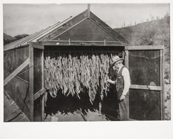 David Hetzel drying tobacco