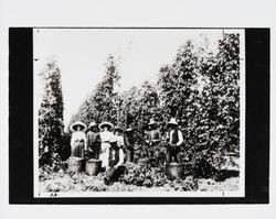 Hop pickers and vines near Windsor, California, about 1896