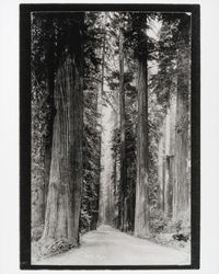 Redwood Highway