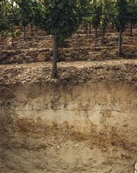 Cutrer Vineyard soil profile