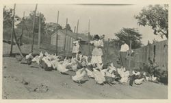 Chickens at the Schluckebier home, Petaluma, California, about 1925