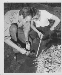 Cleaning rock chips during an archeological dig at the Petaluma Adobe, Petaluma, California, 1962