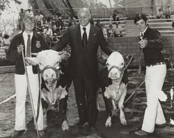 Annette Lawson exhibits her horned Hereford at the Sonoma County Fair, Santa Rosa, California, 1973