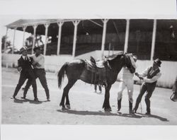 Three unidentified men and a jockey attempt to restrain a horse at Kenilworth Racetrack at Kenilworth Park, Petaluma, California, about 1910