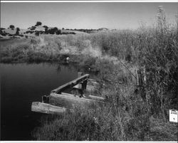 Ellis Creek dock ruins located on the Petaluma River and part of the Masciorini Ranch southeast of Petaluma, California, looking toward the west, July 2005