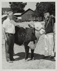 Wes Jamison and Lawson Hereford steer at the Sonoma County Fair, Santa Rosa, California