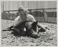 Greased pig chase on Farmers' Day at the Sonoma County Fair, Santa Rosa, California