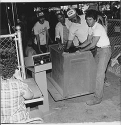 Weighing a sheep at the Sonoma County Fair, Santa Rosa, California, 1981